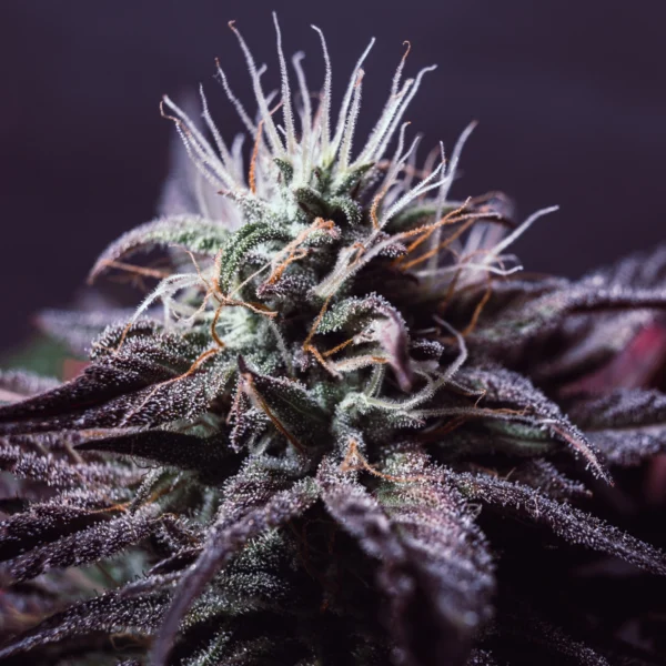 Purple Haze