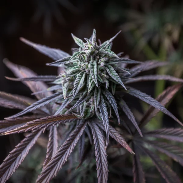 Purple Haze – Image 2