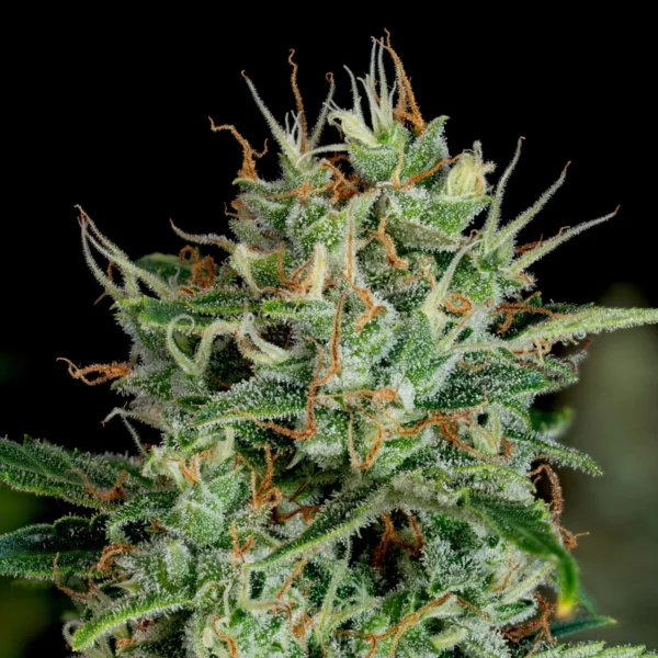 Sapphire Kush